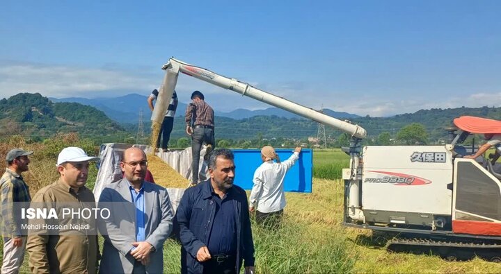 آغاز برداشت مکانیزه برنج در ۳ هزار و ۱۵۰ هکتار از شالیزارهای آستارا