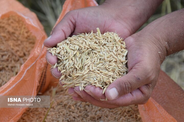 آغاز برداشت مکانیزه برنج در ۳ هزار و ۱۵۰ هکتار از شالیزارهای آستارا