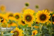 پیش‌بینی برداشت ۱۵۰ تن تخمه آفتابگردان آجیلی از مزارع نهاوند