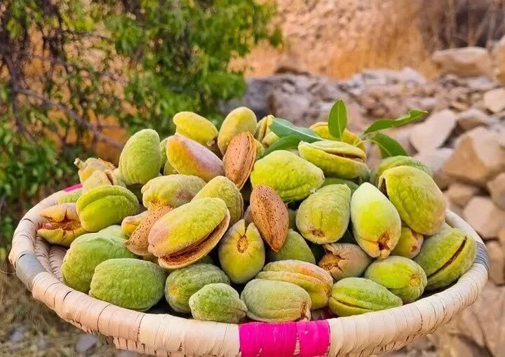 بادام «سنگی» کوه‌چنار در مسیر بازار/ برداشت تا پایان مرداد ادامه دارد