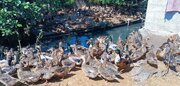 آغاز طرح ملی پایش و ثبت منابع ژنتیکی اردک بومی شمال کشور
