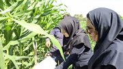 مشاهده نخستین علائم آلودگی به برگ‌خوار پاییزه ذرت در مزارع شیراز