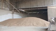 گندمکاران همدانی بیش از ۱۸ همت گندم به دولت تحویل داده‌اند
