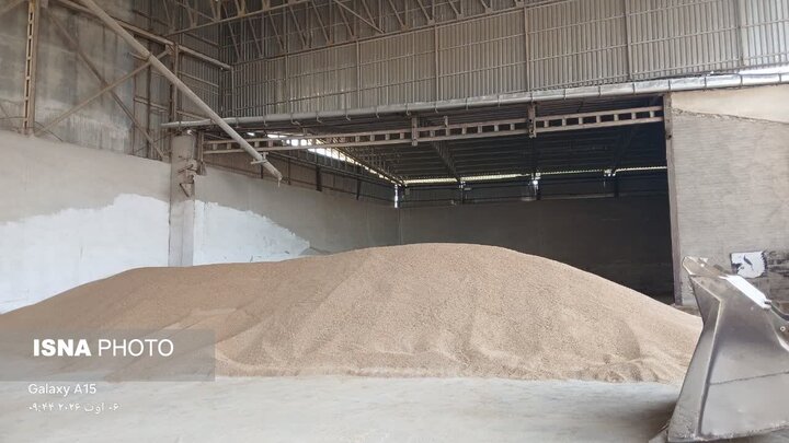 گندمکاران همدانی بیش از ۱۸ همت گندم به دولت تحویل داده‌اند