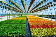 چالش‌ها و فرصت‌های پیش‌روی توسعه «کشت‌های گلخانه‌ای»