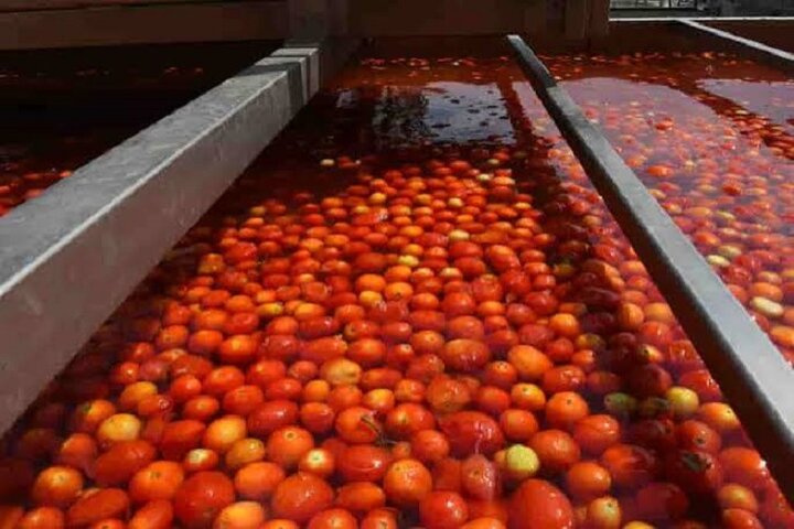 ایجاد ظرفیت جذب ۷۷ هزار تن گوجه‌ فرنگی در کارخانه‌های رب خراسان شمالی