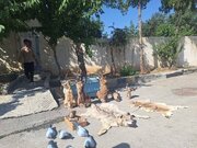 کشف و توقیف محموله سلاح و مهمات و تاکسیدرمی حیات‌وحش