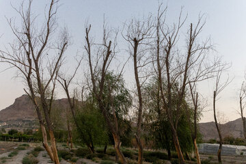 خزان در تابستان!