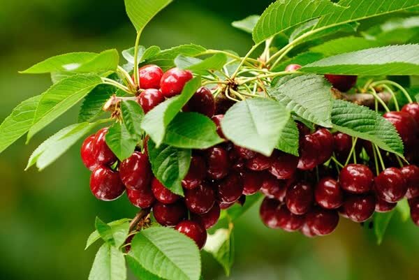 برداشت ۷۶۰ تن آلبالو و گیلاس از باغ‌های فارس