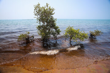 آلودگی نفتی در سواحل قشم -  تالاب دیرستان و ساحل نقاشه