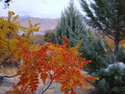 سماق تویسرکان ظرفیت ثبت ملی و جهانی را دارد