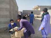 واکسیناسیون بیش از ۳۰۰۰ رأس دام در مهرستان علیه بیماری طاعون