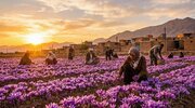 برگزاری سومین جشنواره ملی «زعفران علوی» در آبان‌ماه/ رونمایی از تاریخ شفاهی کشت زعفران