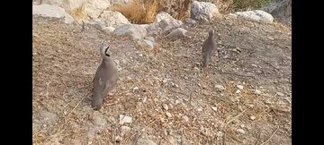 بازگشت ۲ کبک وحشی به زیستگاه طبیعی در فیروزآباد