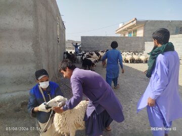 واکسیناسیون بیش از ۳۰۰۰ رأس دام در مهرستان علیه بیماری طاعون