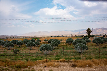 بزرگترین انجیرستان دیم جهان در ایران