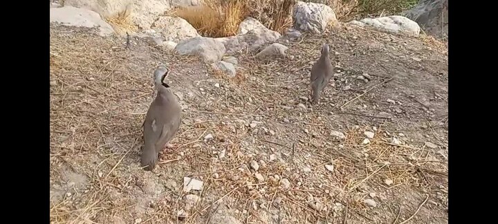 بازگشت ۲ کبک وحشی به زیستگاه طبیعی در فیروزآباد