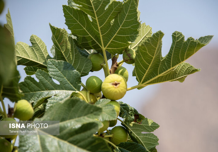 اولین جشنواره گردشگری انجیر گرمسار در روستای محمدآباد برگزار می‌شود