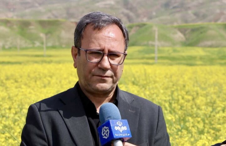 تولید ۵۳۲۴ تن کلزا در لرستان / آغاز برنامه‌ریزی برای کشت سال زراعی جدید