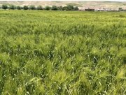 احتمال پاییز پربارش در لرستان/ هشدار در مورد افزایش تراکم کشت در دیم‌زارها
