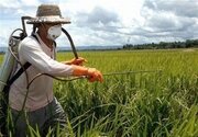 اجرای عملیات مبارزه بیولوژیک در ۷۴۵۰ هکتار از اراضی کشاورزی خوزستان