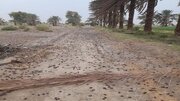 خسارت ۲۴۰ میلیاردی طوفان و تگرگ به نخیلات شهرستان جیرفت