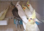 چهارراه مشیر شیراز؛ ویترین بی‌پناهی حیوانات