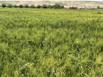 احتمال پاییز پربارش در لرستان/ هشدار در مورد افزایش تراکم کشت در دیم‌زارها