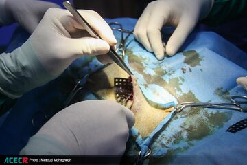 طرح بین‌المللی تولید تاندون مصنوعی جهاددانشگاهی استان سمنان در یک قدمی ورود با فاز انسانی