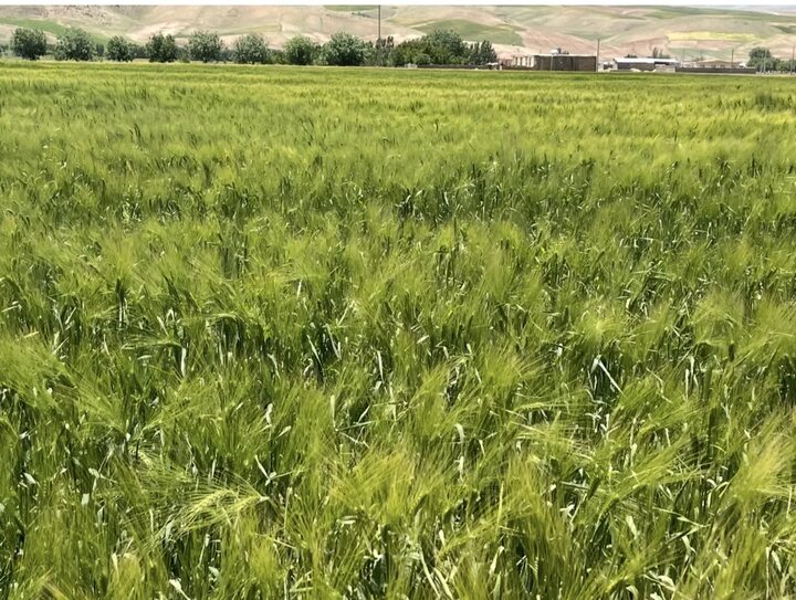احتمال پاییز پربارش در لرستان/ هشدار در مورد افزایش تراکم کشت در دیم‌زارها