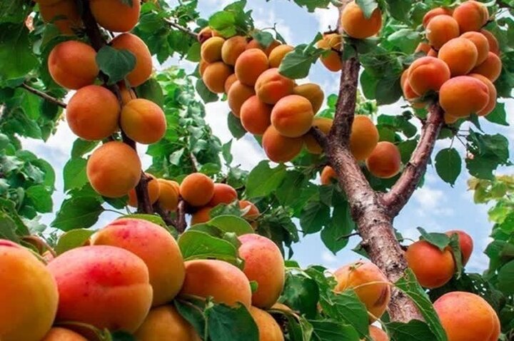 برداشت ۲۵ هزار تن زردآلو از باغ‌های فارس