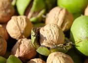 آغاز برداشت گردو در فارس/ پیش‌بینی تولید بیش از ۱۱ هزار تن