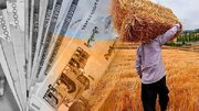 مرحله نخست مطالبات گندمکاران همدانی پرداخت شد