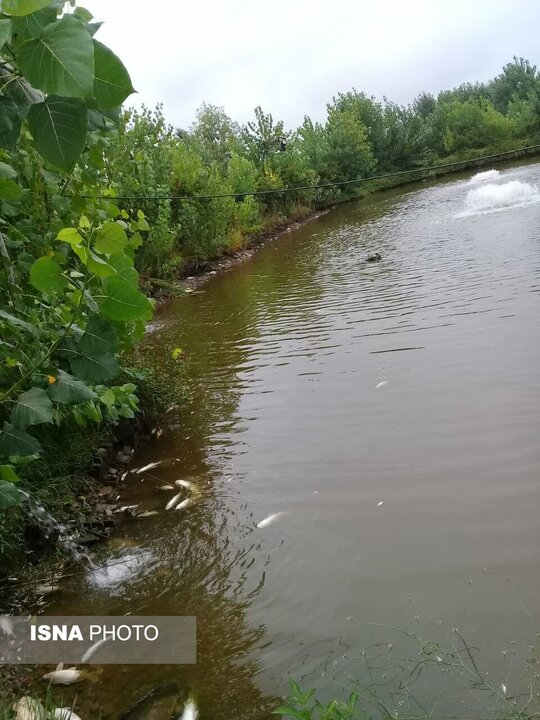 قطعی برق غیر زمانبندی شده؛ ۴۰۰۰ ماهی آببندان در بابل را تلف کرد