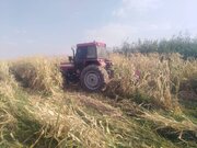 امحای ۳۸ هکتار ذرت آبیاری‌شده با آب‌های نامتعارف در شمال‌شرق شیراز