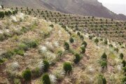 معرفی ۵۰ فقره تخریب اراضی ملی اسدآباد به دستگاه‌ قضایی