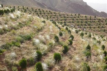 معرفی ۵۰ فقره تخریب اراضی ملی اسدآباد به دستگاه‌ قضایی