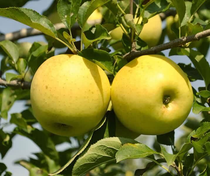 آغاز برداشت سیب تابستانه در فارس/ پیش‌بینی تولید ۳۸۰ هزار تن سیب