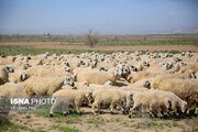 اهمیت حفظ و بهره‌برداری از منابع ژنتیکی دامی کشور/ دام‌های بومی کشور شناسنامه‌دار می‌شوند
