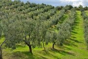 اجرای طرح شناسنامه‌دار کردن باغات در آبادان