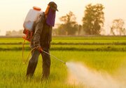 کنترل مگس میوه مدیترانه‌ای بدون سم؛ دستاورد یک شرکت دانش‌بنیان