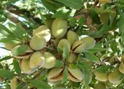 پیش‌بینی تولید ۱۰۰۰ تن بادام در استهبان