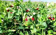 احیای دیم‌زارها با گیاهان علوفه‌ای؛ راهکار مقابله با بحران خاک و آب