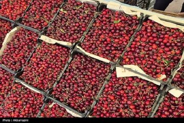 فرماندار اشنویه: کشاورزی ده‌ها هزار میلیارد تومان گردش مالی برای شهرستان دارد