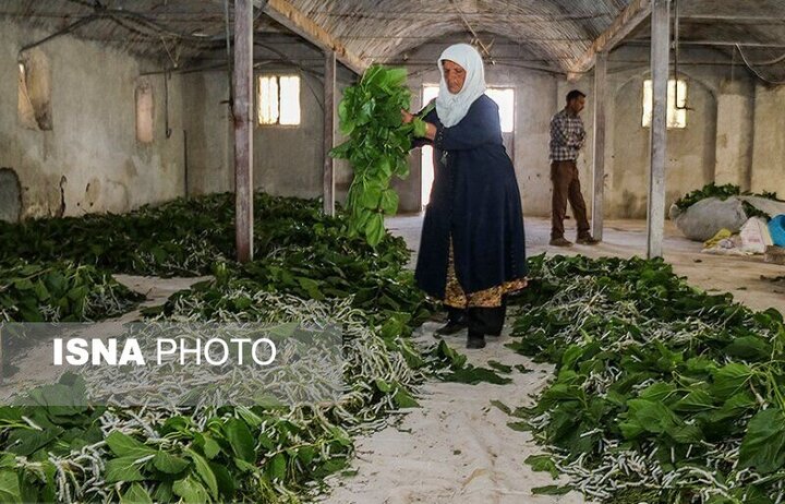 راه‌اندازی نخستین مزرعه پرورش کرم آیزینیا فوتیدا در دلگان سیستان و بلوچستان