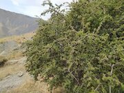 وجود ۴ ذخیره‌گاه جنگلی در اسدآباد