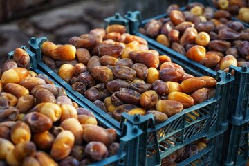 رطب بسته بندی شده و آماده - استان بوشهر