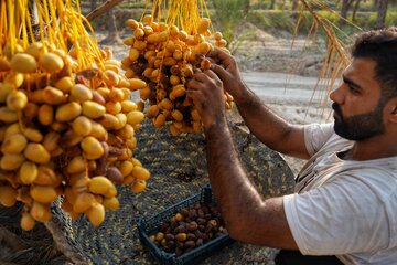 برداشت و جدا سازی خارک و خرما - استان بوشهر