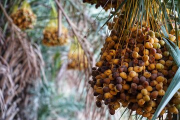 برداشت خارک و رطب - استان بوشهر