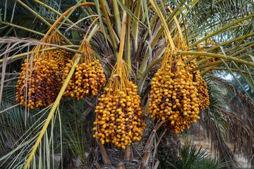 خارک و رطب تازه  - استان بوشهر